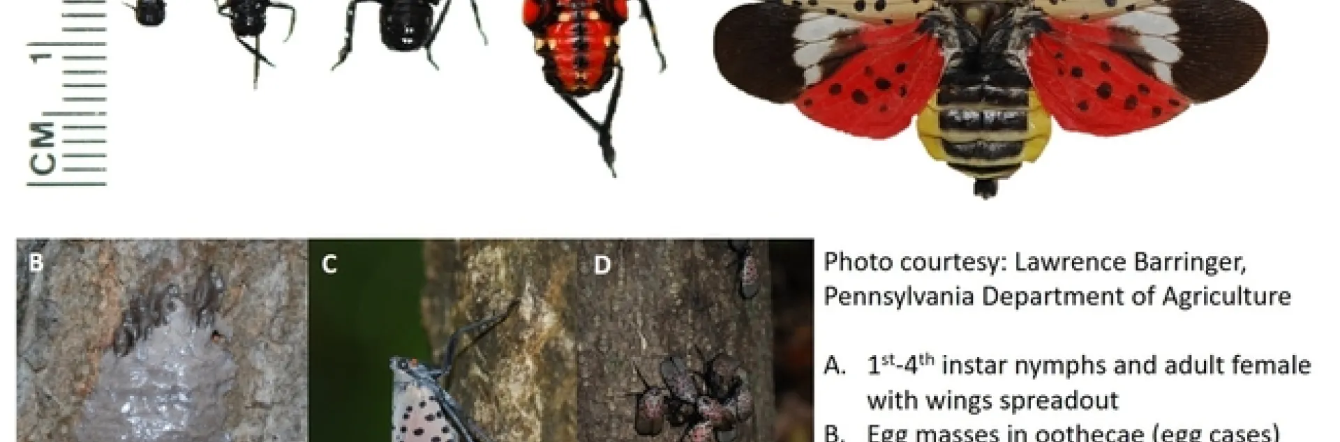 lantern fly life stages
