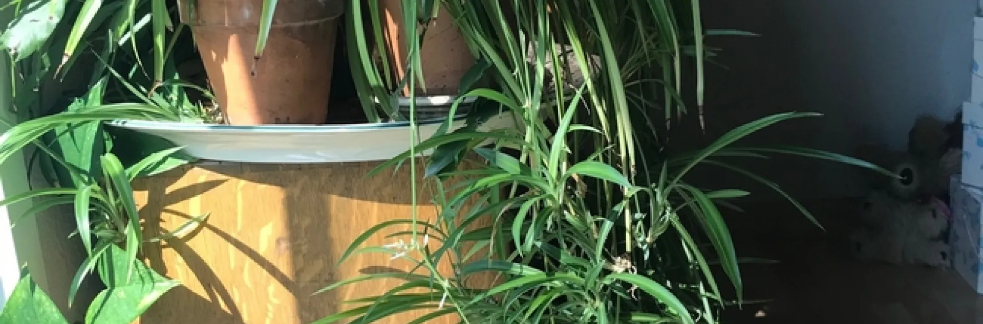 Spider plant indoors. (photos by Karen Metz)