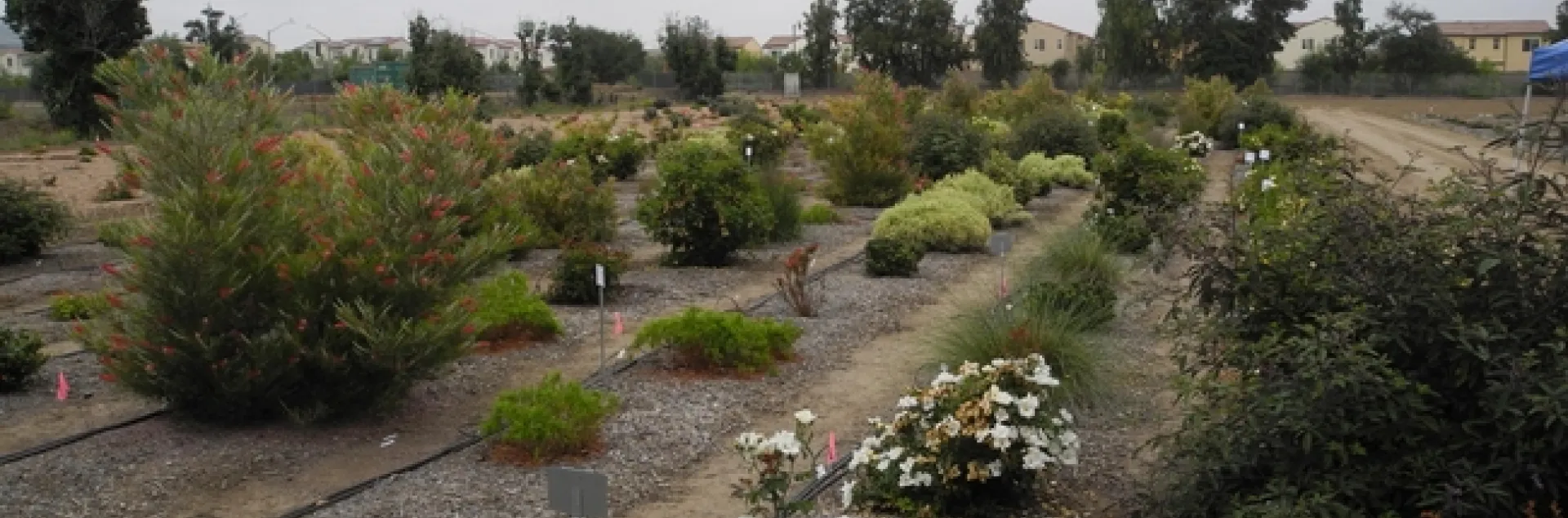 Landscape plants under varying irrigation levels are evaluated at South Coast REC to determine the best irrigation level for optimal plant performance.