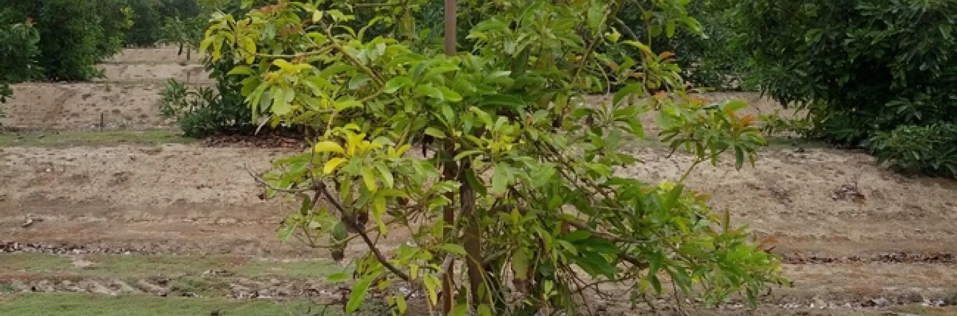 iron chlorosis avocado