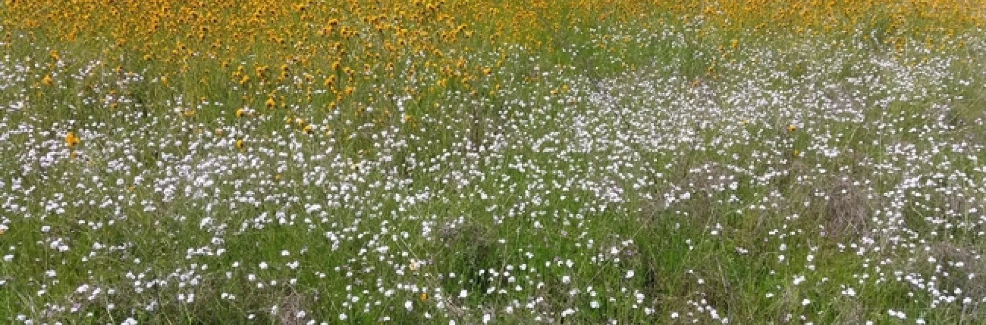 popcorn and amsinkia