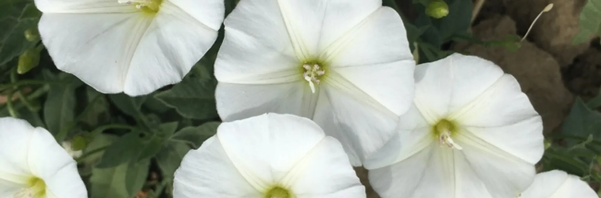 Bindweed+flowers