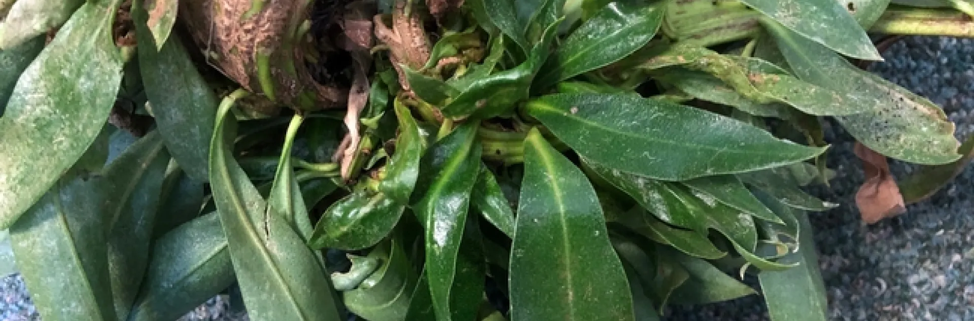 myoporum leaves and growth