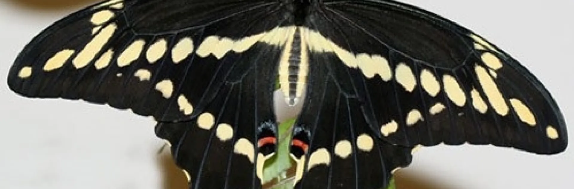 giant swllowtail adult