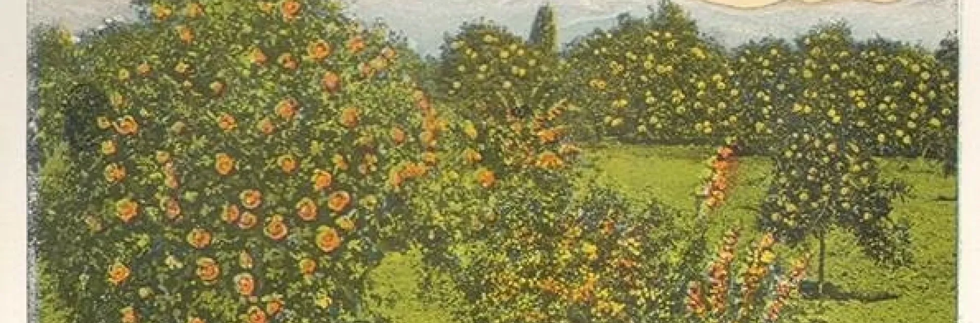 oranges in riverside