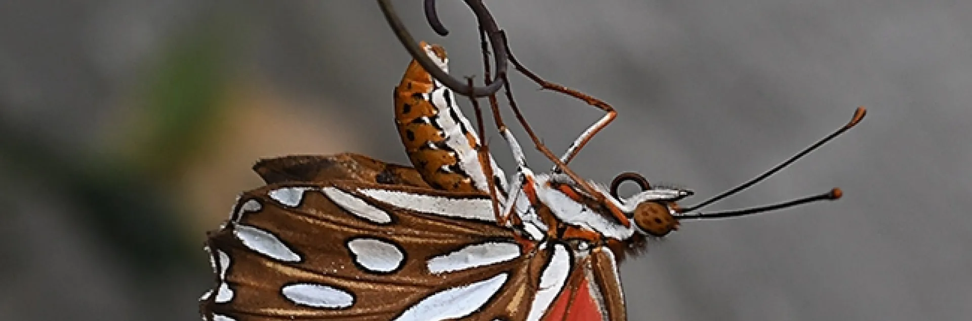A Gulf Fritillary, Agraulis vanillae, laying an egg on Labor Day weekend in Vacaville, Calif. (Photo by Kathy Keatley Garvey)