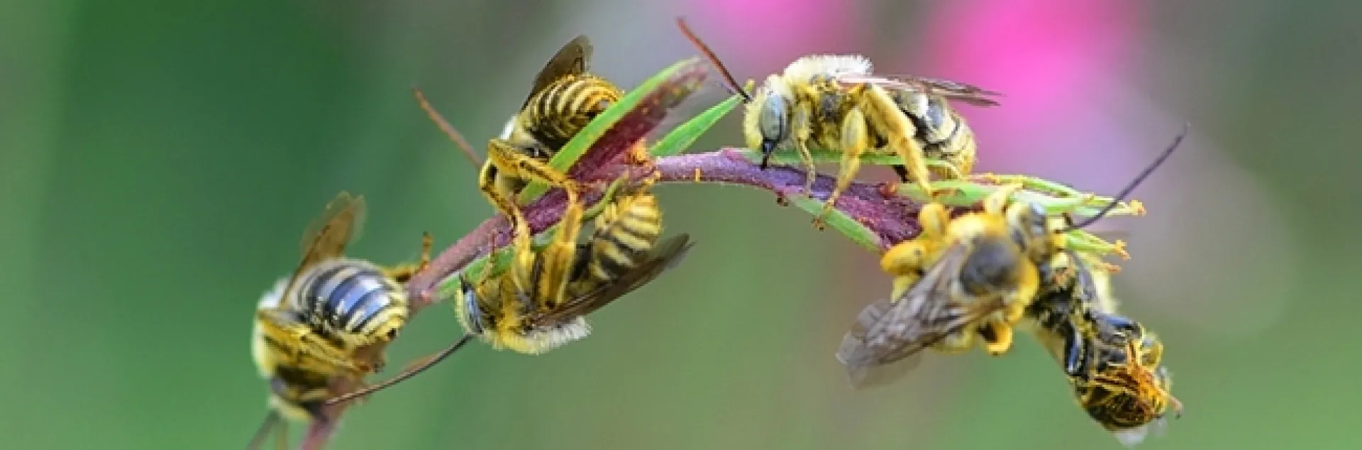 Male longhorned bees sleep in flowers at night. (Kathy Keatley Garvey)