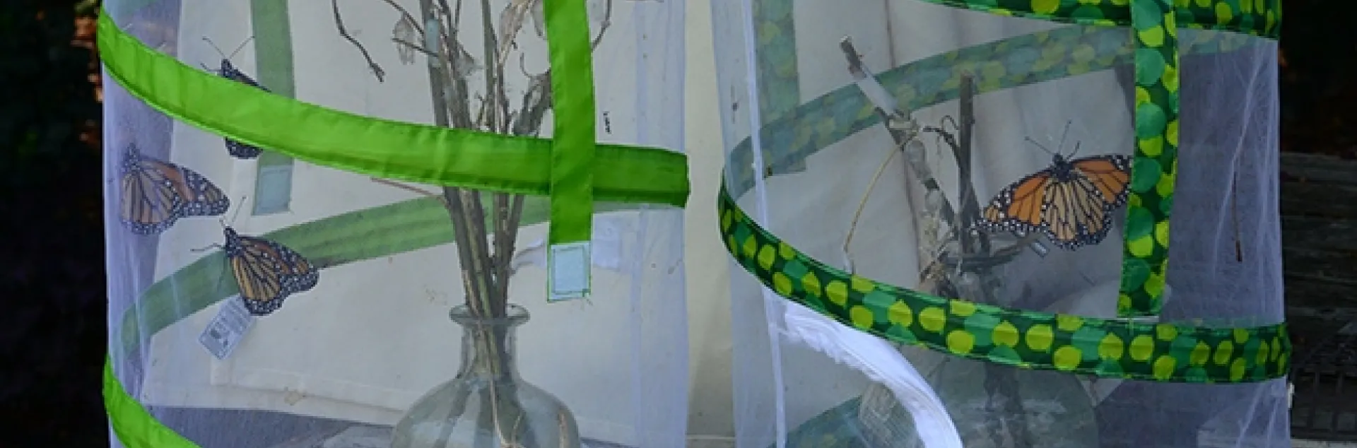 These newly eclosed monarchs are raring to leave their butterfly habitats. (Photo by Kathy Keatley Garvey)