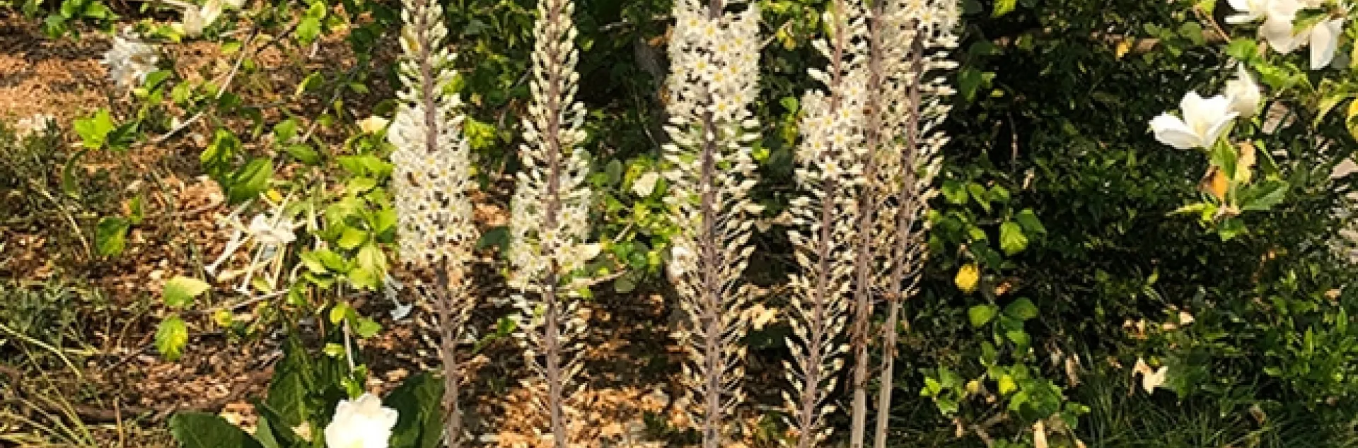 Sea squill (Drimia maritima or Urginea maritima) thrives in the Carolee Shields White Flower Garden and Gazebo, UC Davis Arboretum and Public Garden. (Photo by Kathy Keatley Garvey)