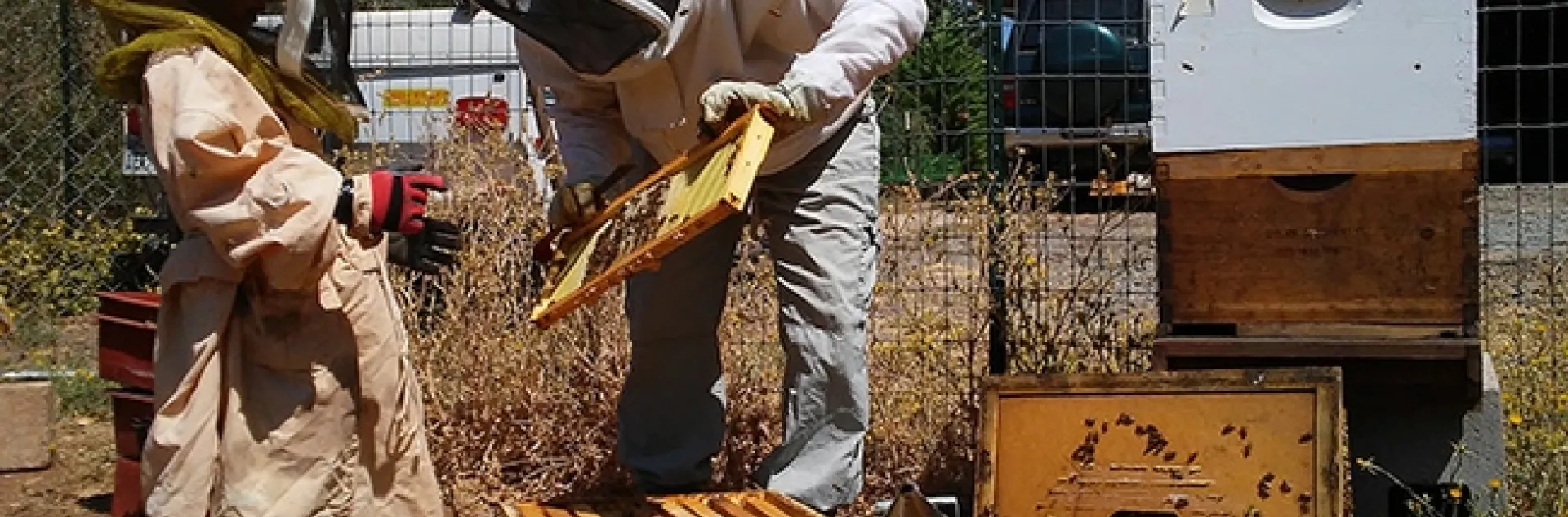 Master Beekeeper Amy Hustead and helper Jacob working the hives. Hustead is the first-ever Master Beekeeper in the California Master Beekeeper Program.