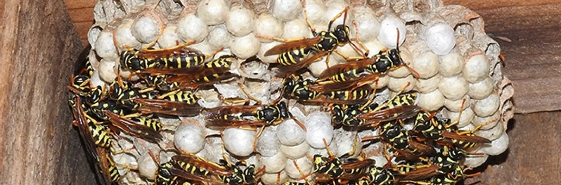 An European paper wasp (Polistes dominula) nest in Vacaville, Calif. (Photo by Kathy Keatley Garvey)