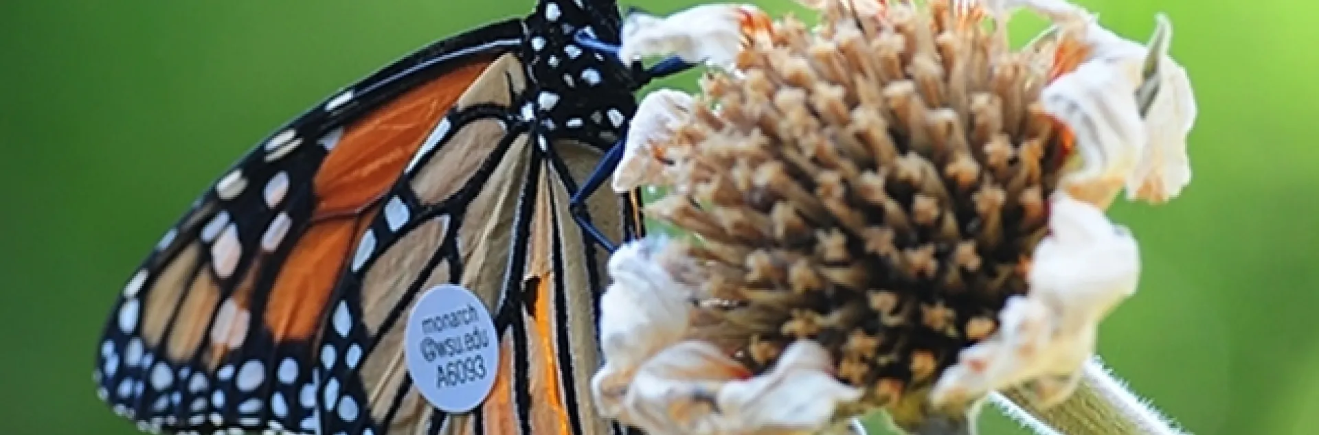This migrating monarch flew from a vineyard in Ashland, Ore. to a garden in Vacaville, Calif. in 2016. This amounted to 285 miles in seven days or about 40.7 miles per day, according to WSU entomologist David James, who studies migratory monarchs.(Photo by Kathy Keatley Garvey)