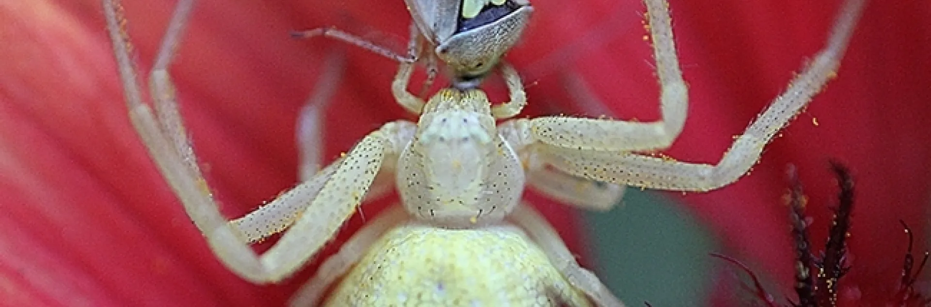 A crab spider nails a lygus bug, a pest. (Photo by Kathy Keatley Garvey)