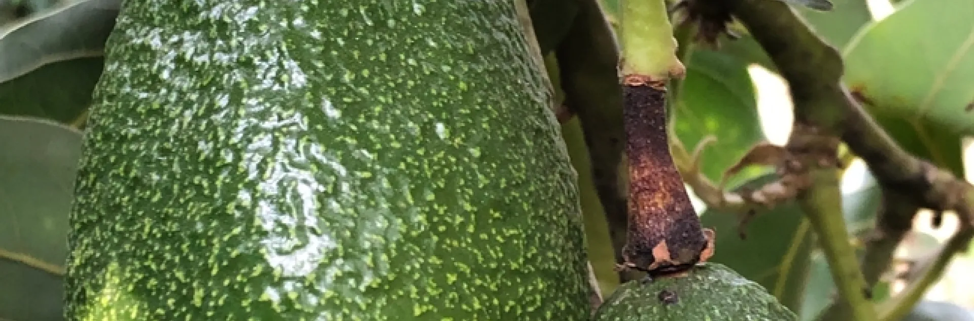 avocado heat to stem