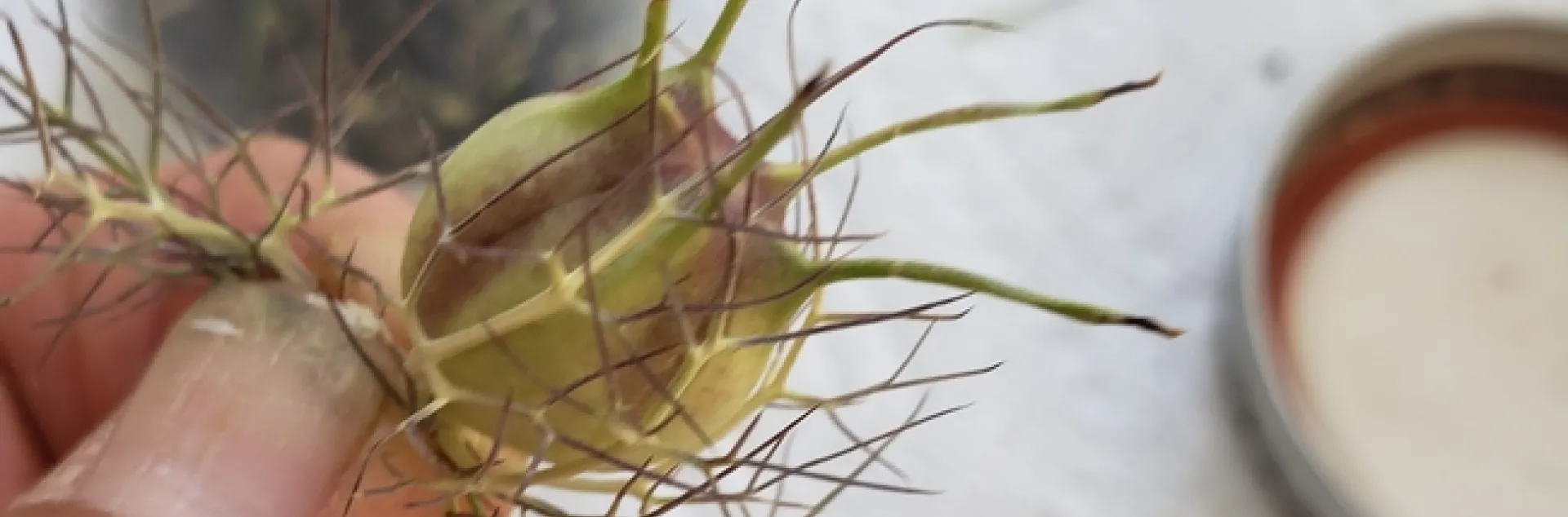 Nigella seed head. Photos by Nancy Forrest