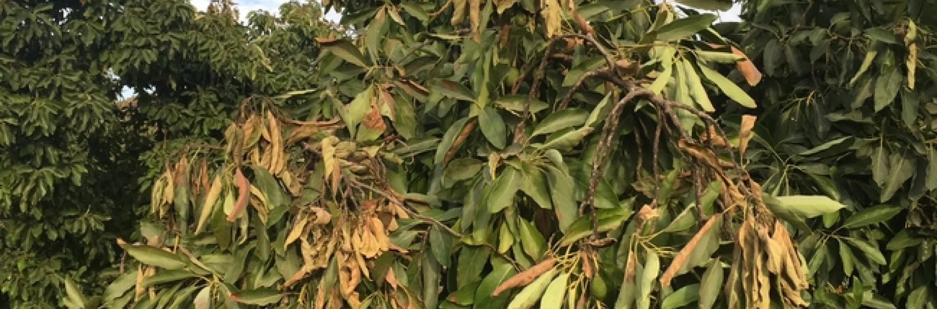 heat damage to canopy