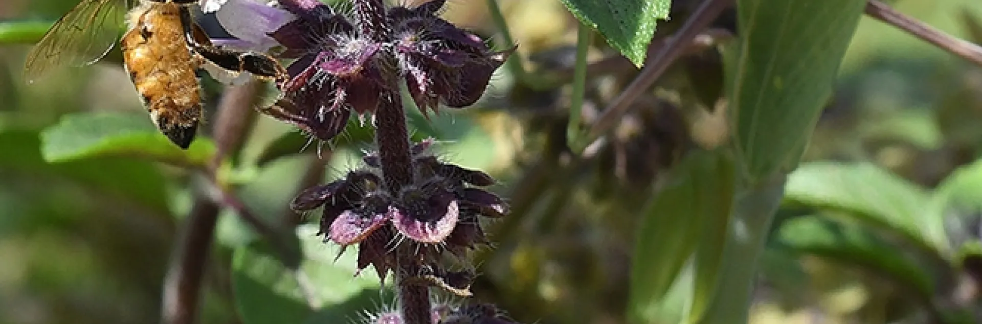 A honey bee nectaring on African blue basil blossoms is unaware that on the other side, camouflaged and hidden in the shadows, is a praying mantis. (Photo by Kathy Keatley Garvey)