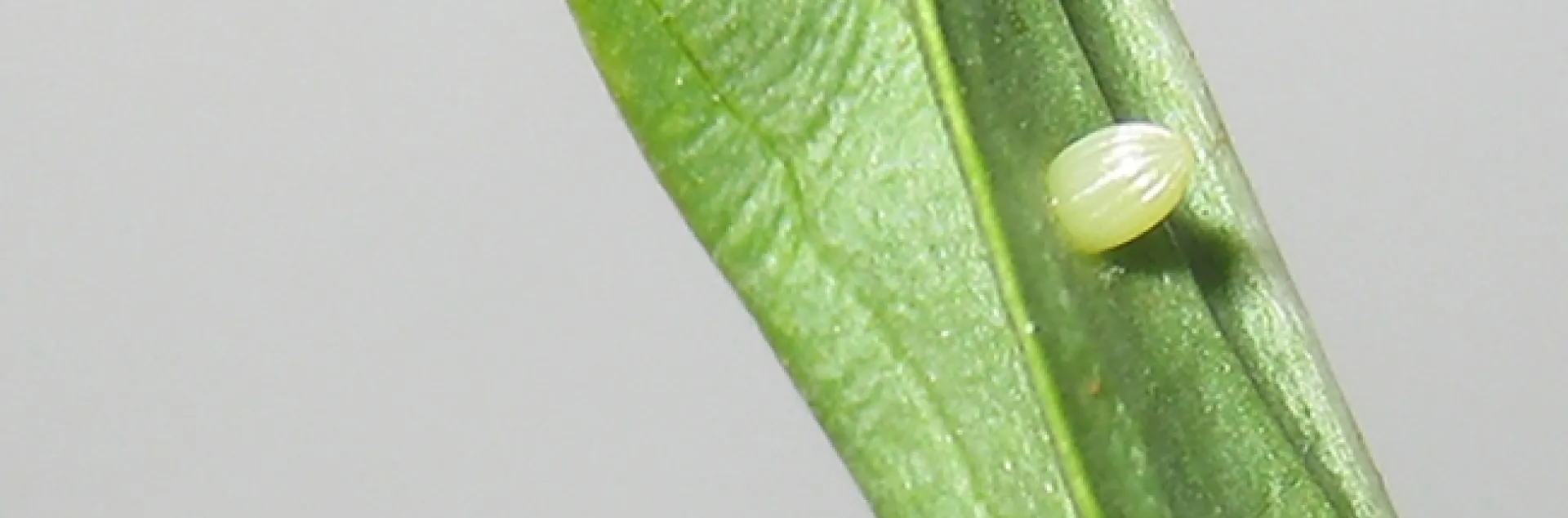 The Egg: Greg Kareofelas collected this egg from a narrowleaf milkweed in his Davis yard on Aug. 25. (Photo by Greg Kareofelas)