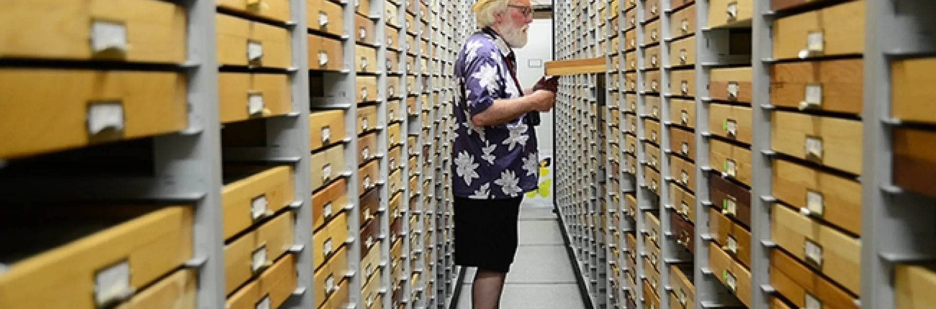 Lepidopterist Robert "Bob" Michael Pyle searches through the drawers of butterfly specimens at the Bohart Museum of Entomology. (Photo by Kathy Keatley Garvey)