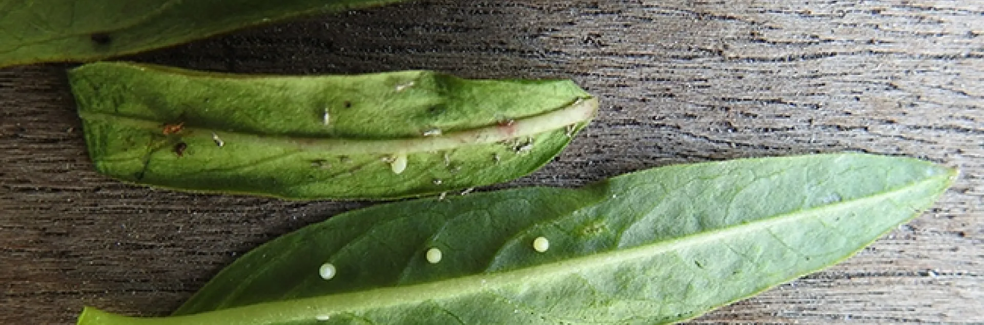 Monarch eggs are usually one to a leaf, but sometimes Mama Monarch deposits multiple eggs on a single leaf. (Photo by Kathy Keatley Garvey)