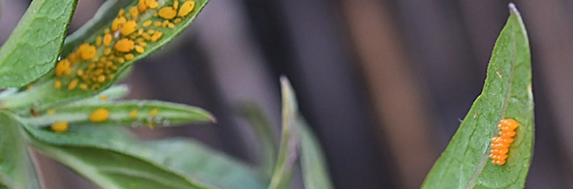 Good Planning: A lady beetle laid her eggs (right) next to oleander aphids (left) on a tropical milkweed plant. The lady beetle larvae will eat the aphids. (Photo by Kathy Keatley Garvey)