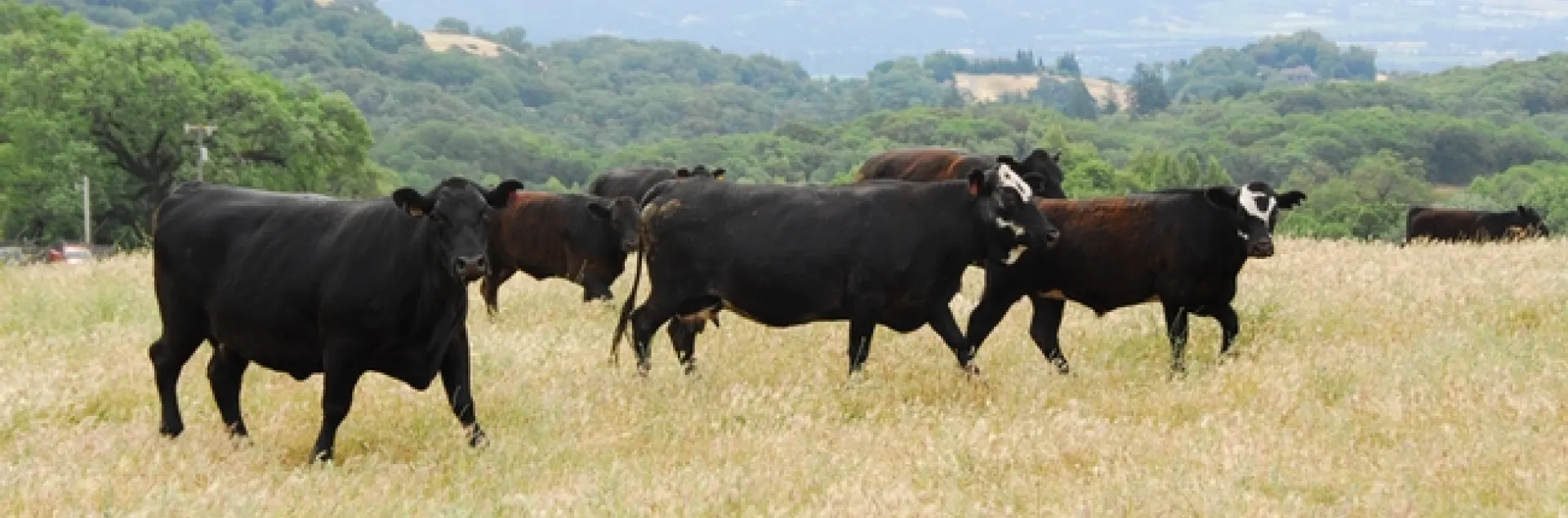 Cattle graze dry grass to reduce wildfire fuel. Photo by Roger Praplan.