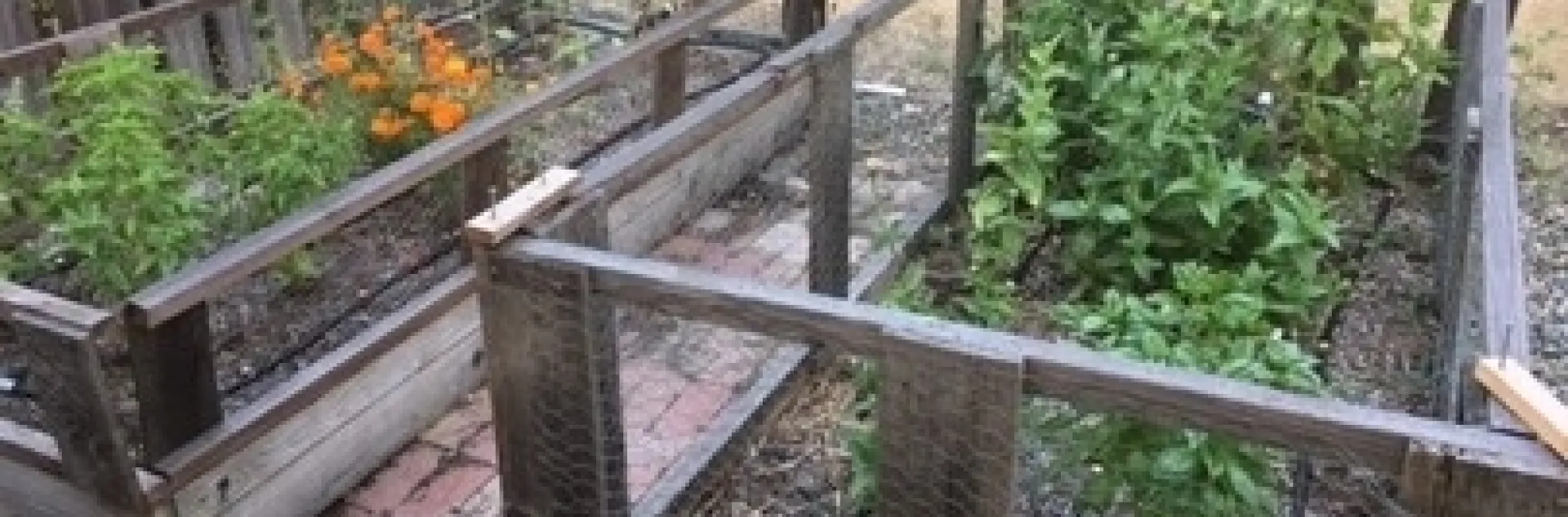 MB Cut flower garden