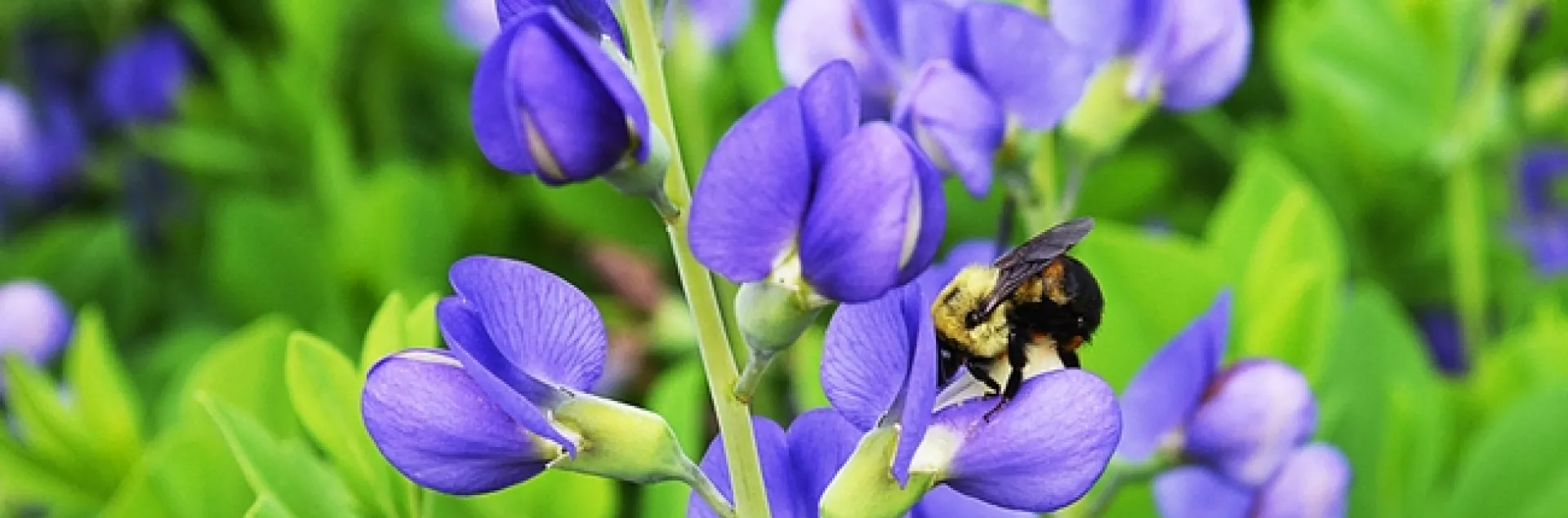 Baptisia australis Flower w Bee