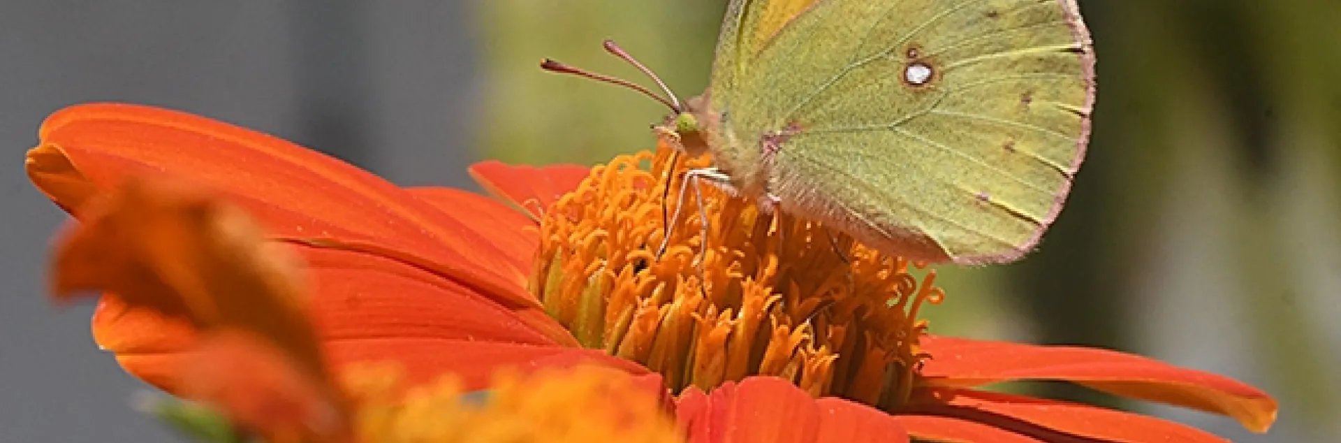 An alfalfa butterfly, Colias eurytheme, nectaring on a Mexican sunflower (Tithonia rotundifolia). (Photo by Kathy Keatley Garvey)