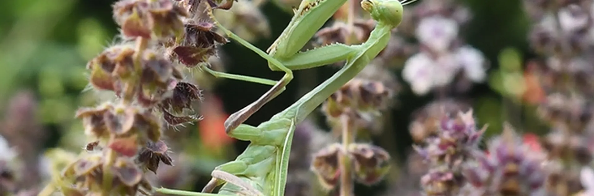 A gravid Stagmomantis limbata eyes a honey bee nectaring on African blue basil. (Photo by Kathy Keatley Garvey)