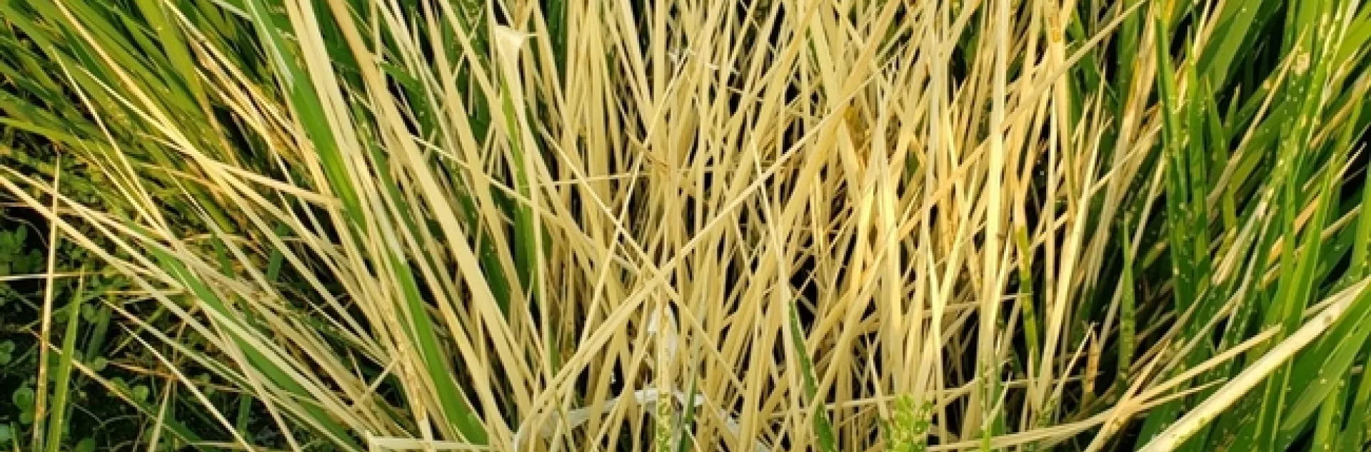 SUPPRESS® herbicide applied in test plots on weedy rice (2020).