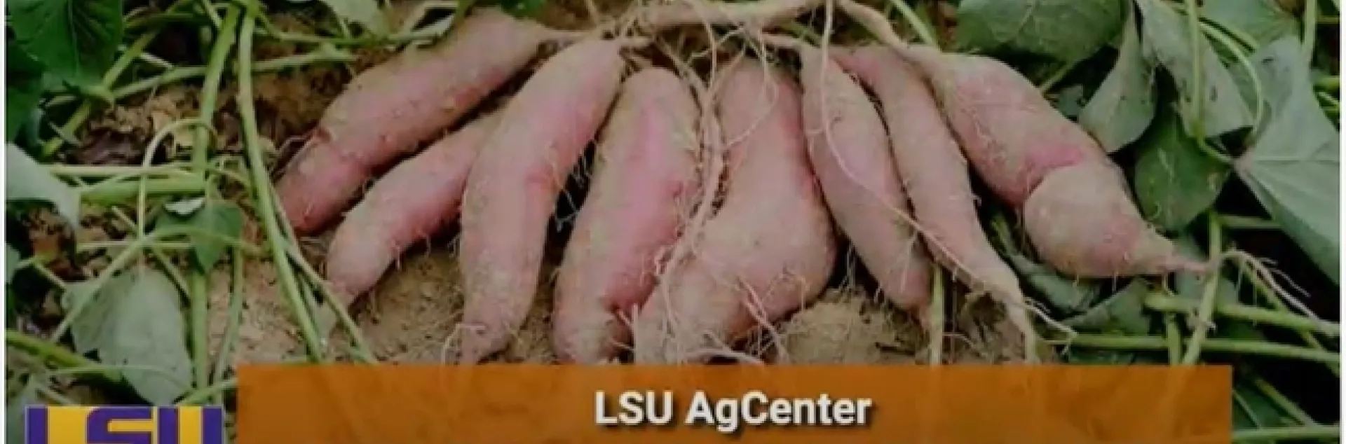 A screenshot of a YouTube video introduction to the LSU Virus-Tested Sweet Potato Program video.