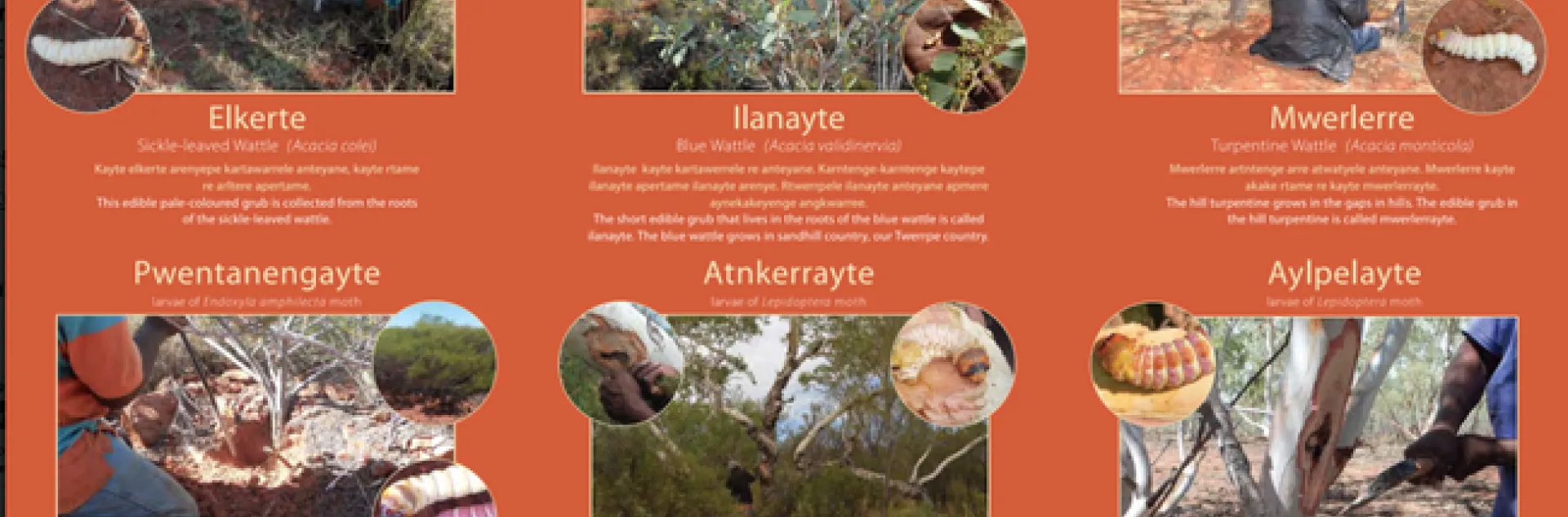 These are the larvae that Myfany Turpin of the University of Sydney will discuss at a virtual seminar to the UC Davis Department of Entomology and Nematology.