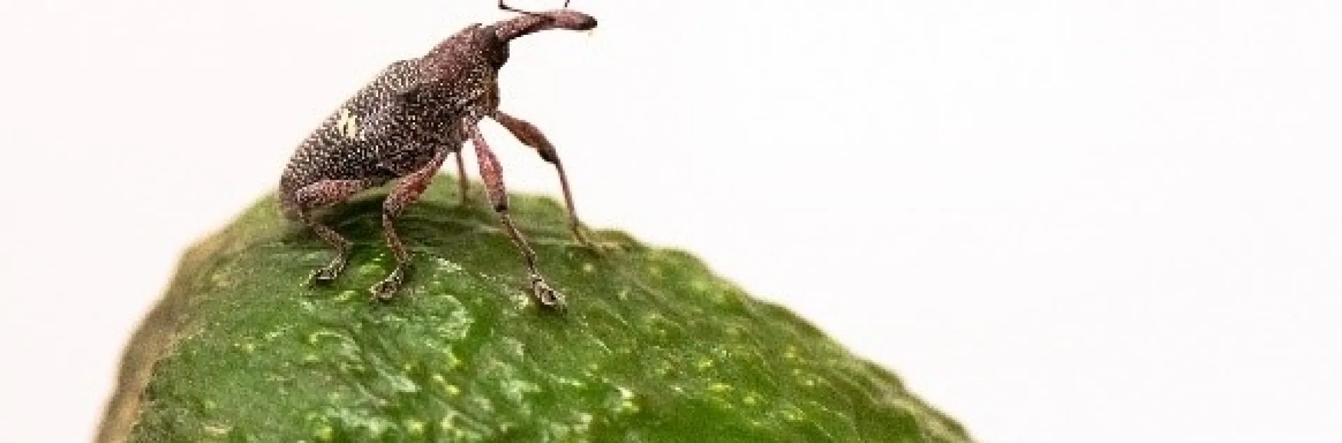 heilipus weevil