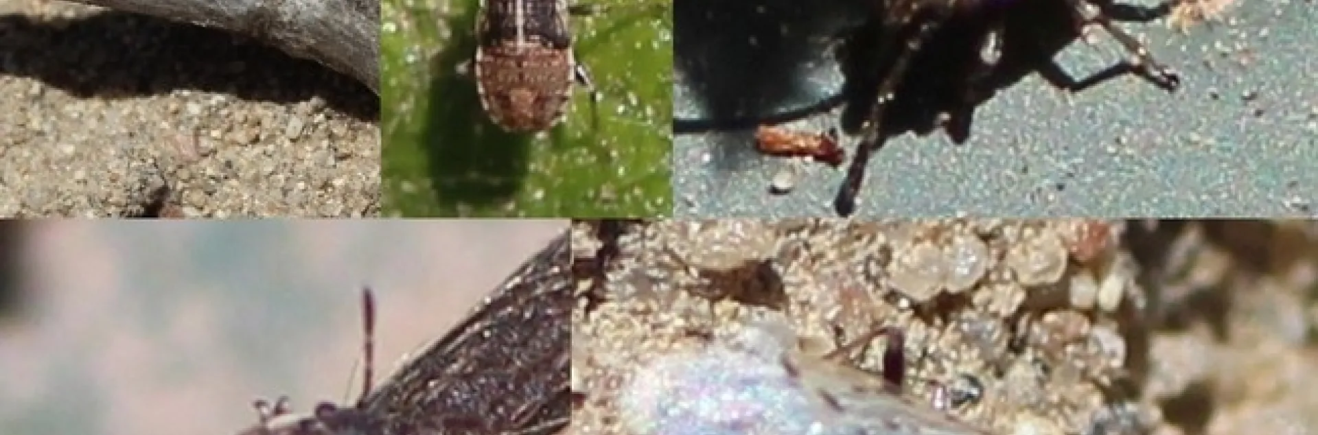 false chinch bug composite