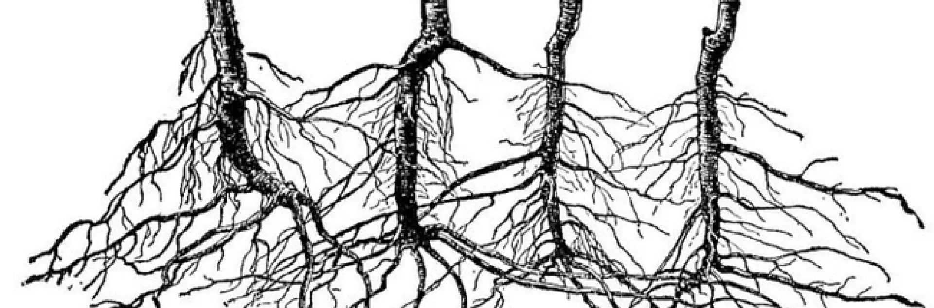 interconnected root system