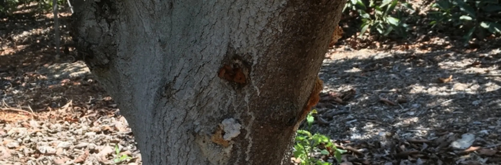 bacterial canker classic