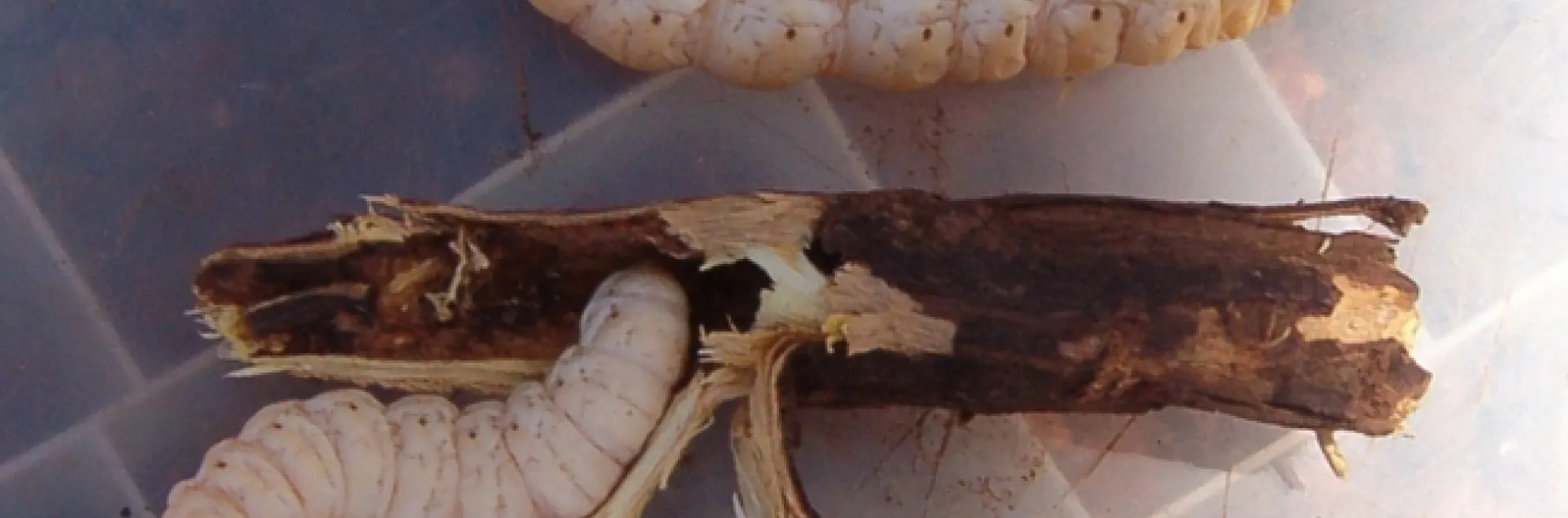 Witchetty grub (Image courtesy of Wikipedia)