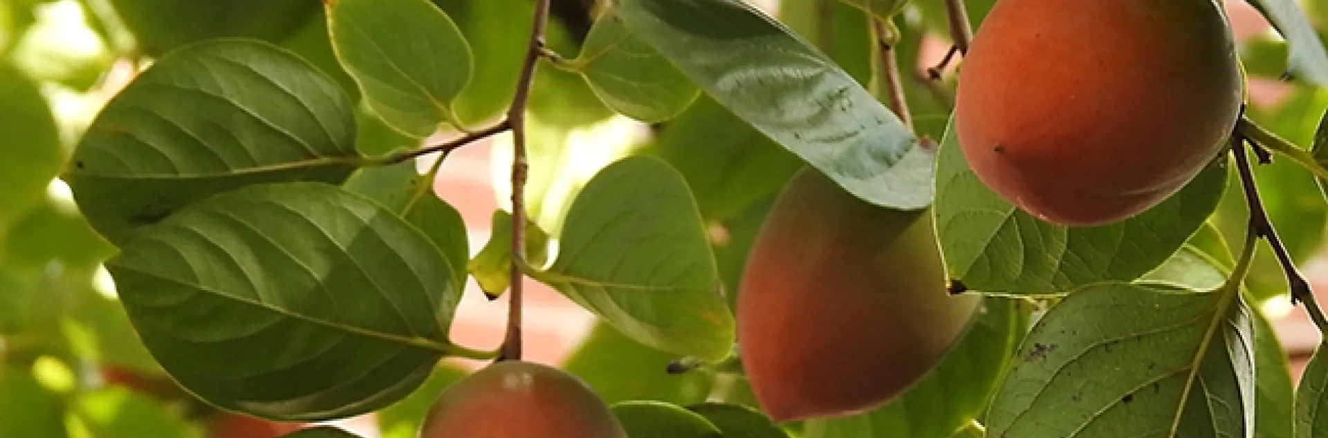 A heritage persimmon tree in Vacaville, Calif. (Photo by Kathy Keatley Garvey)