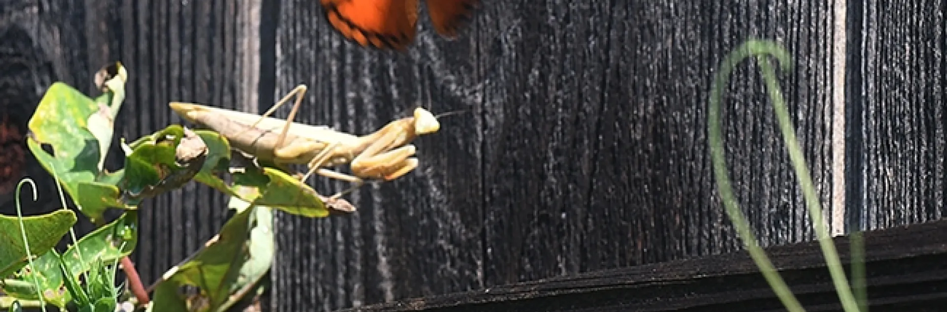 Gulf Fritillaries flutter over a praying mantis, Mantis religiosa, in a passionflower patch in Vacaville, Calif. (Photo by Kathy Keatley Garvey)