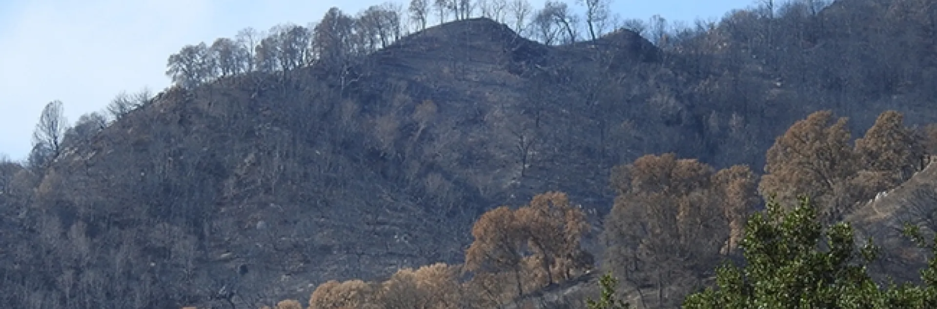The view from Gates Canyon Road on Sept. 25, 2020, following the Aug. 19th wildfire. (Photo by Kathy Keatley Garvey)