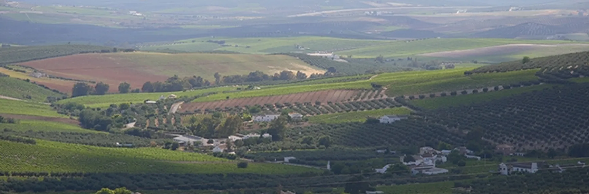 Landscape showing vineyards in Montilla, Spain. (Photo credit: Consejo Regulador DOP "Montilla-Moriles”)