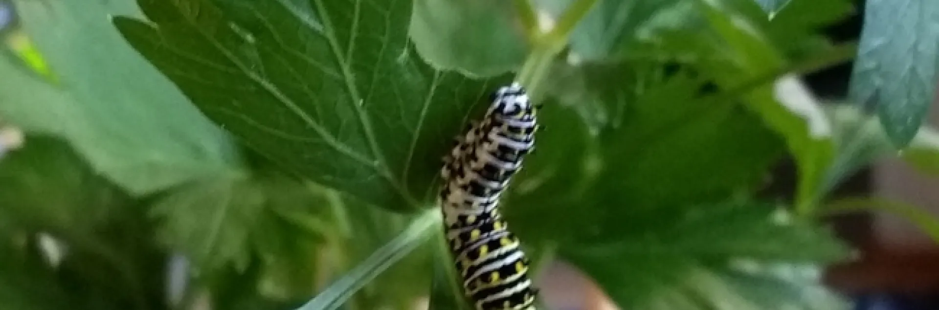 caterpillar cropped