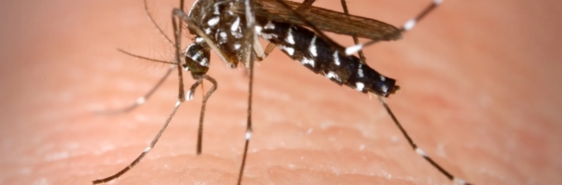 This is an Aedes albopictus female mosquito obtaining a blood meal from a human host. (Photo by James Gathany, Centers for Disease Control and Prevention)
