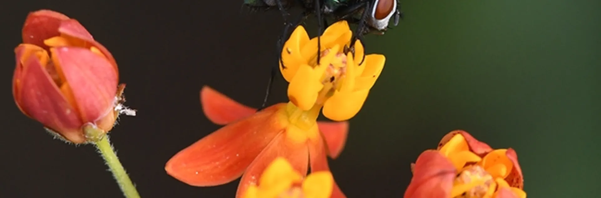 A common green bottle fly, Lucilia sericata, seeking nectar on a tropical milkweed, Asclepias curassavica. (Photo by Kathy Keatley Garvey)