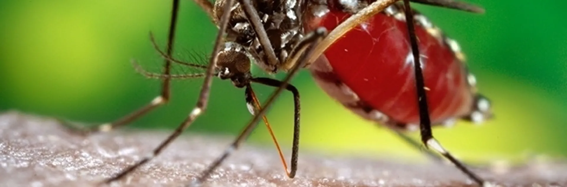 Aedes aegypti, also known as "the yellow fever mosquito." (CDC Photo)