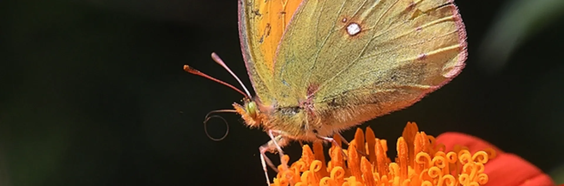 The larvae of the alfalfa butterfly are major pests of alfalfa. This butterfly is sipping nectar from a Mexican sunflower, Tithonia rotundifolia. (Photo by Kathy Keatley Garvey)