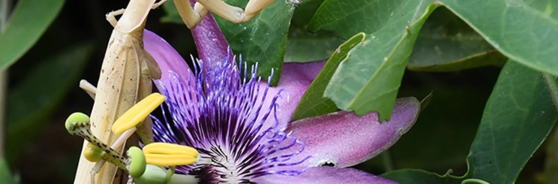 A female praying mantis, Mantis religiosa, crawls over a passionflower. (Photo by Kathy Keatley Garvey)