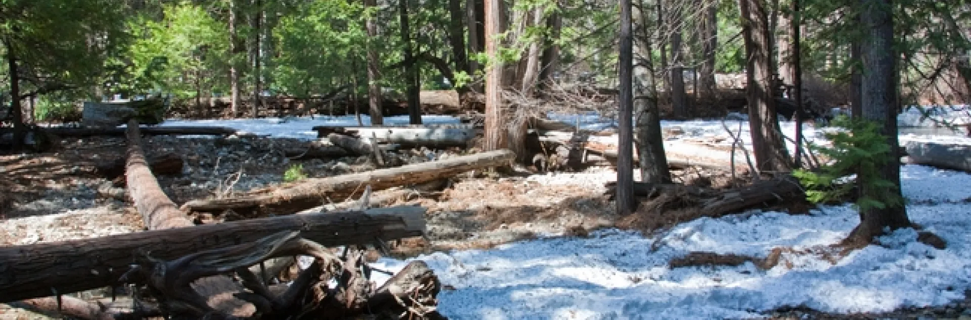 conifer forest Mike Poe