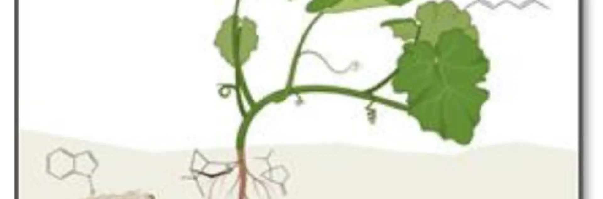 Chemical ecologist Anjel Helms of Texas A&M studies insect-plant interactions. She'll deliver a virtual seminar, hosted by the UC Davis Department of Entomology and Nematology, at 4:10 p.m., Wednesday, Oct. 28.